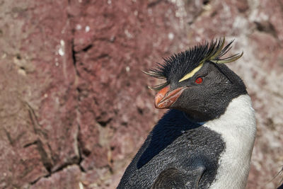 Eudyptes chrysocome, rock hopper penguin, crested penguin, red eyes and yellow eye brows