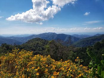 Scenic view of flowering plants against sky