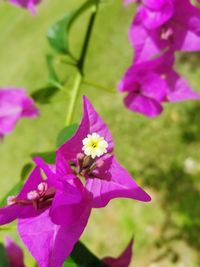 Close-up of pink flowering plant