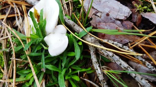 White flowers on field