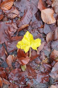 High angle view of yellow maple leaves