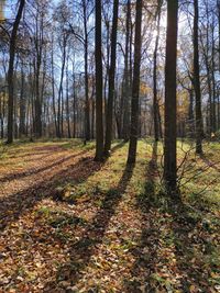 Trees growing in forest during autumn