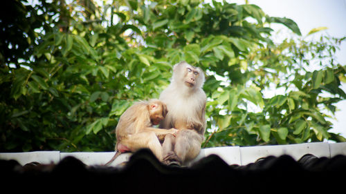 Monkey sitting on tree