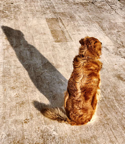 High angle view of a dog