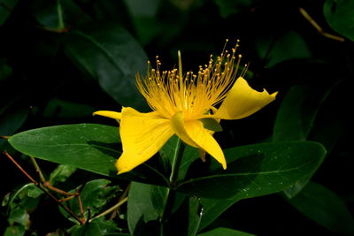 Close-up of yellow flower