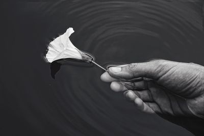 Cropped hand holding flower at pond