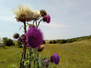 Close-up of thistle flower blooming on field against sky