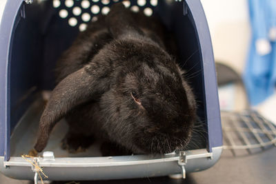 Black rabbit in the cage at the veterinary clinic