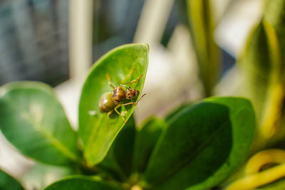 Queen ant of the oecophylla smaragdina, also known as the asian weaver ant