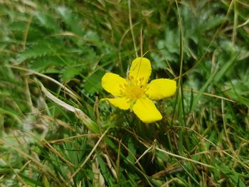 Close-up of yellow flowering plant on field