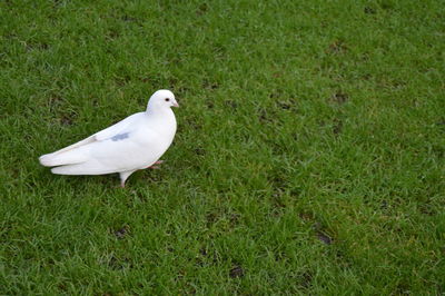 White bird perching on field