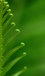 Exotic green tropical ferns with shallow depth of field 