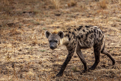 Side view of cheetah walking on field