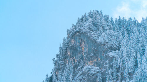 Low angle view of frozen tree against sky