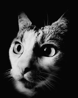 Close-up portrait of cat