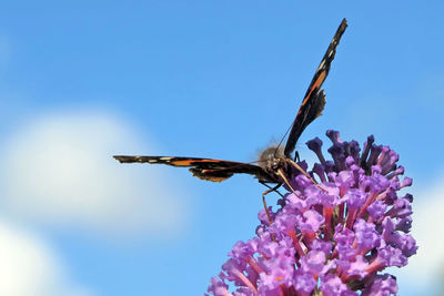 Close-up of butterfly pollinating on flower against blue sky