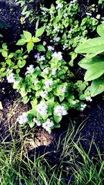 High angle view of flowering plant on field