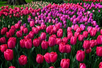 Full frame shot of pink tulips on field