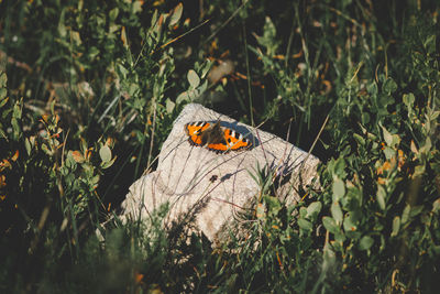 Butterfly on rock in field 