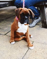 Portrait of dog sitting on footpath