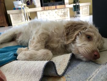 Portrait of dog resting