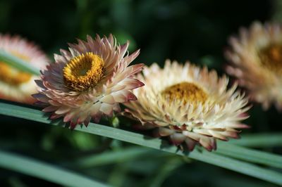 Close-up of purple flowering plant