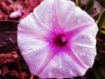 Close-up of pink flower