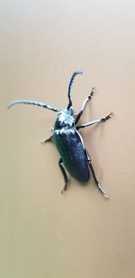 High angle view of insect on wall