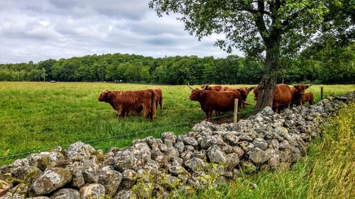 Cows in a field