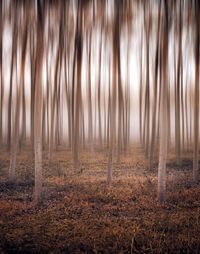 View of trees in forest