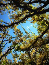 Low angle view of trees against sky