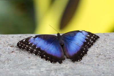 Closeup of blue morpho butterfly on concrete with soft focus yellow and green background