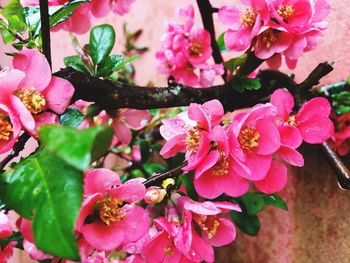 Close-up of pink cherry blossoms