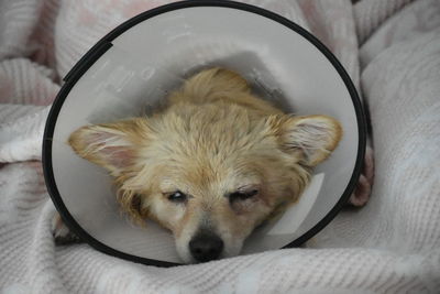 High angle view of dog sleeping on bed