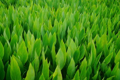 Close-up of crops growing on field