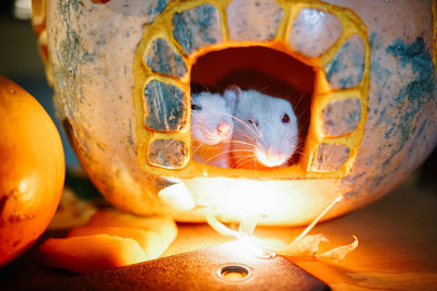 Close-up of mice with illuminated decoration on table