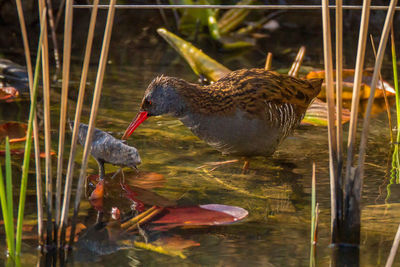 Bird perching on a lake