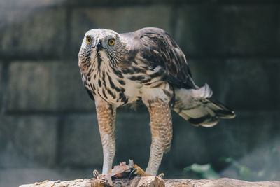 Close-up of a bird