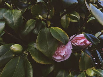 Close-up of pink flowering plant leaves