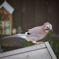 Close-up of bird perching on roof