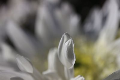 Close-up of flower against blurred background