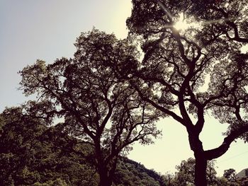 Low angle view of tree against clear sky