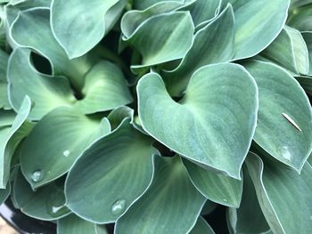 Full frame shot of flowering plant