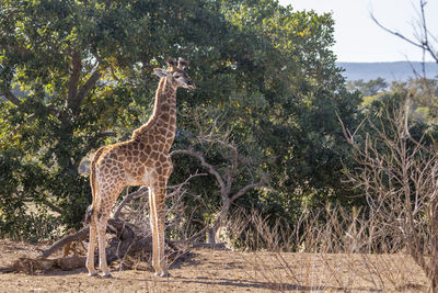 Giraffe standing on land against trees in forest