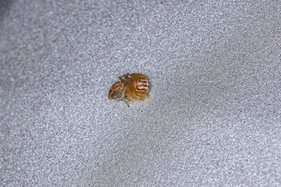 High angle view of insect on sand