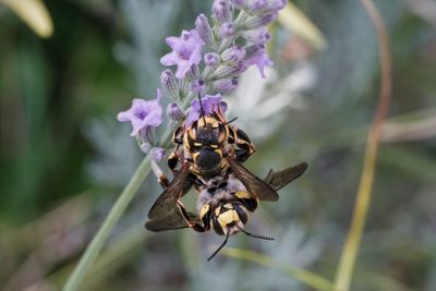Close-up of upside down bees mating on purple flowers
