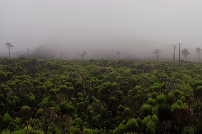 Scenic view of landscape against sky during foggy weather