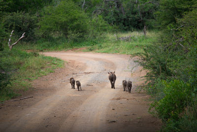 Group of people walking on dirt road in forest