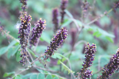 Close-up of purple flowering plant