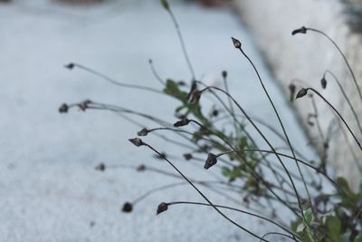 Close-up of dry grass on land